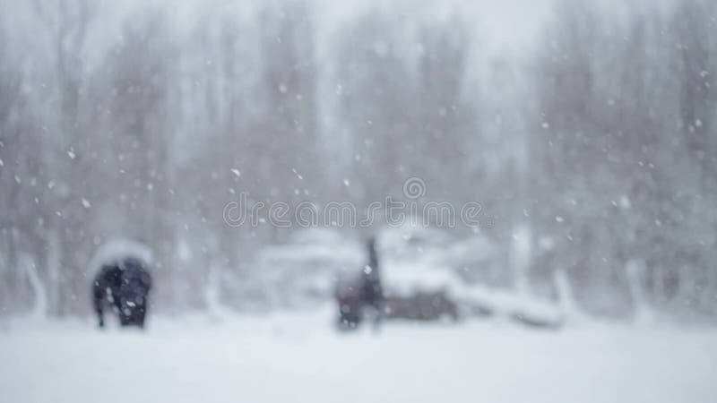 Cavalos fora durante uma tempestade de neve do inverno