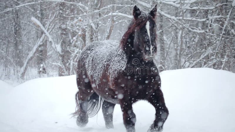 Cavalos fora durante uma tempestade de neve do inverno