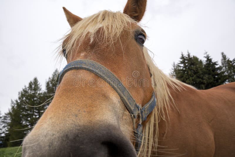 Cavalos Loiros Sorrir Prado Siusi Alpes Trentino Alto Adige Itália