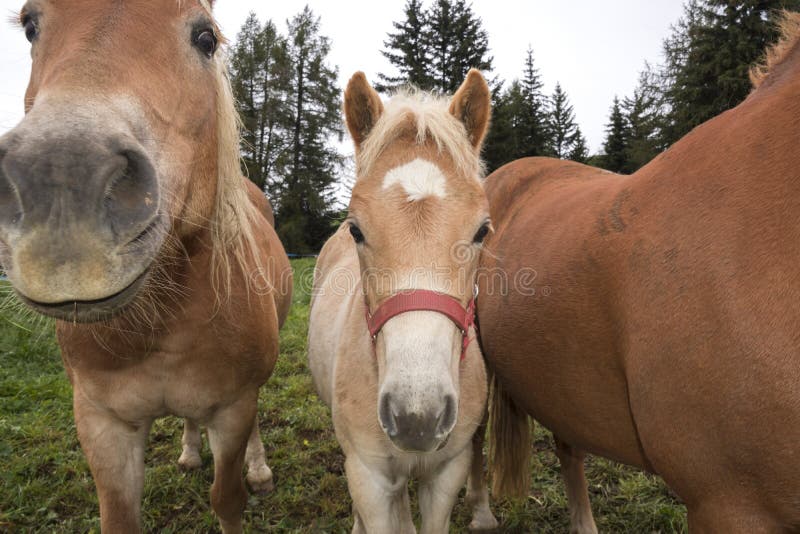 Cavalos Loiros Sorrir Prado Siusi Alpes Trentino Alto Adige Itália