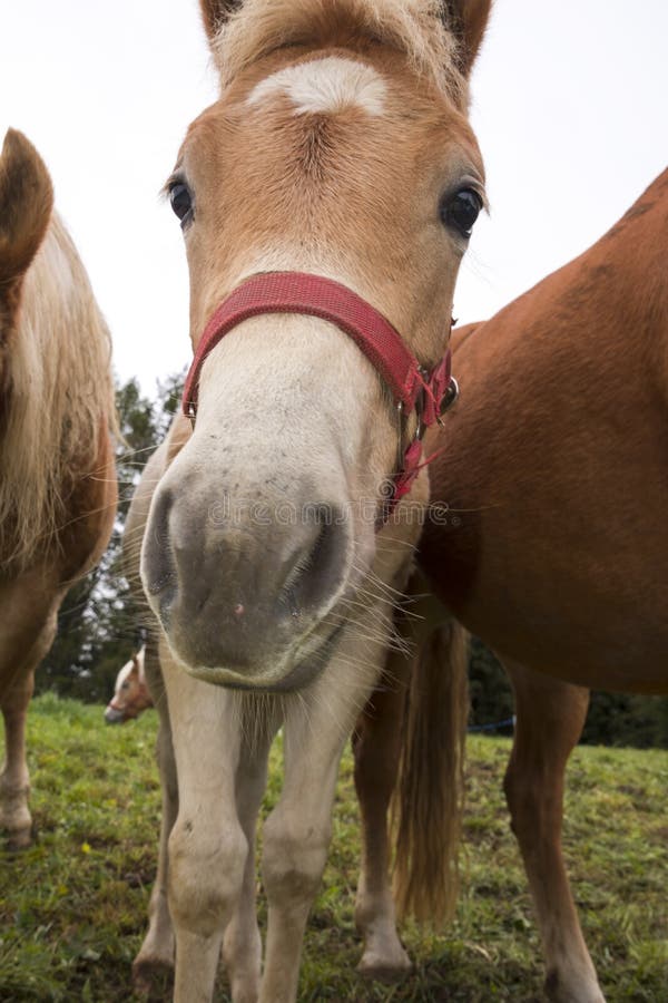 Cavalos Loiros Sorrir Prado Siusi Alpes Trentino Alto Adige Itália