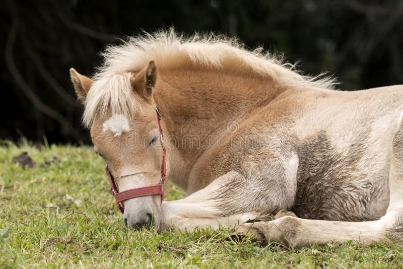 Cavalos Loiros Sorrir Prado Siusi Alpes Trentino Alto Adige Itália