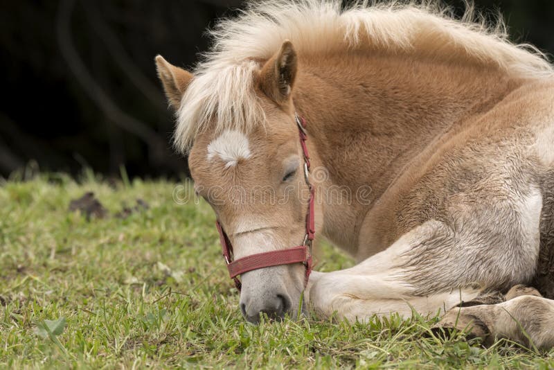 Cavalos Loiros Sorrir Prado Siusi Alpes Trentino Alto Adige Itália