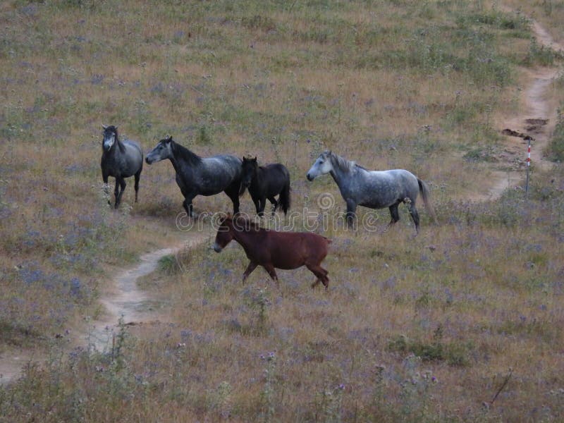 Cavalos nas montanhas imagens de stock royalty free Cavalos nas montanhas imagens de stock royalty free