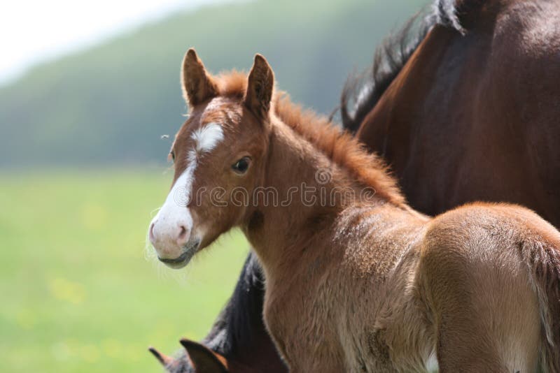 Cavalo Que Olha A Câmera Na Frente Do Fundo Branco Foto Royalty Free,  Gravuras, Imagens e Banco de fotografias. Image 18179506