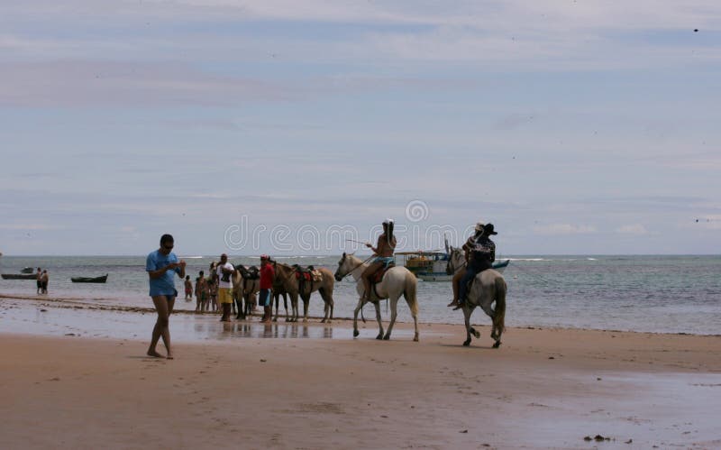 Cavalo cavalgando na bahia imagem editorial. Imagem de freio - 204124325