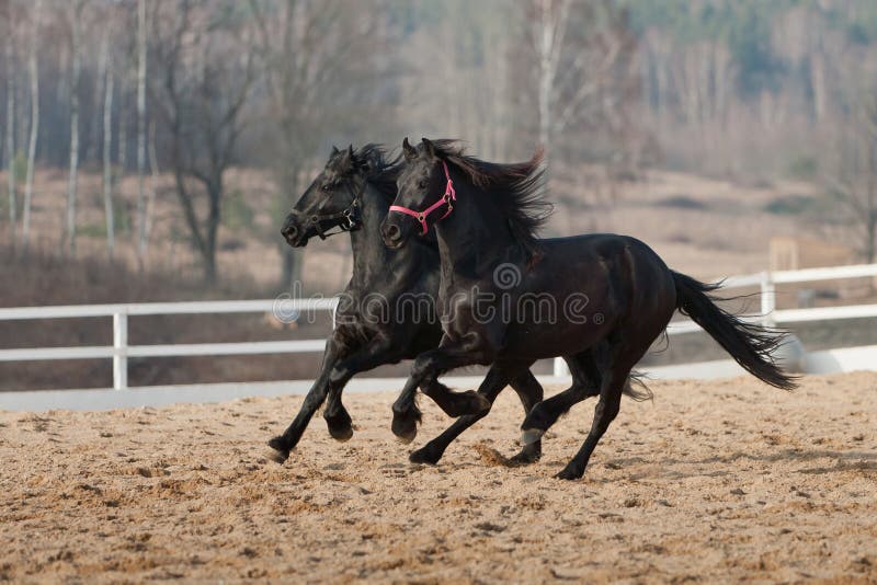 Jogo de cavalo frisiano preto no prado