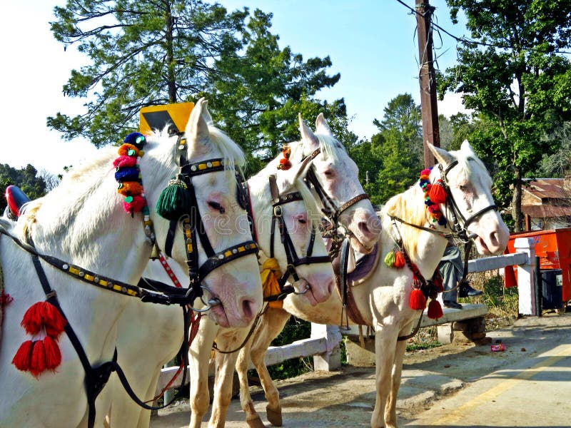 cavalos que esperam o turista, Murree, Paquistão fotos de stock royalty free cavalos que esperam o turista, Murree, Paquistão fotos de stock royalty free