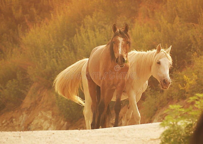 Jogo do cavalo foto de stock. Imagem de areia, cavalo - 40926784