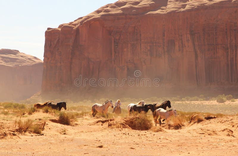 Cavalos selvagens imagens de stock Cavalos selvagens imagens de stock