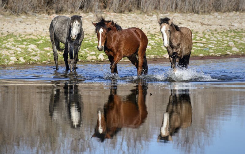 Jogo Marrom Selvagem Do Cavalo Na água Foto de Stock - Imagem de homem,  pântano: 143143582