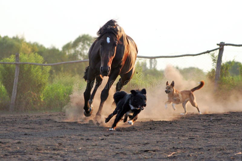 Cavalos ucranianos da raça do cavalo foto de stock Cavalos ucranianos da raça do cavalo foto de stock