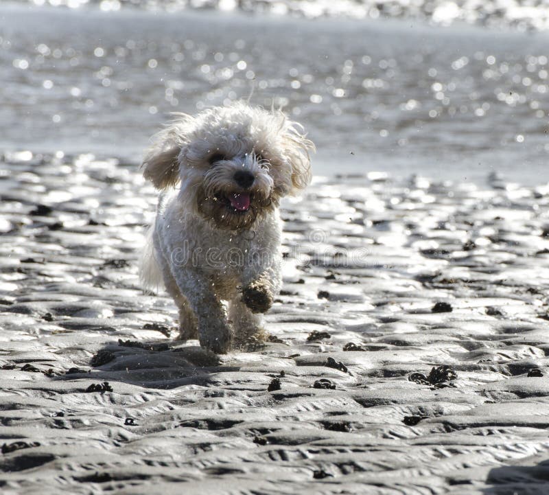 Cavapoo Hund Som Stöter Ihop Med Sand På Stranden Fotografering för