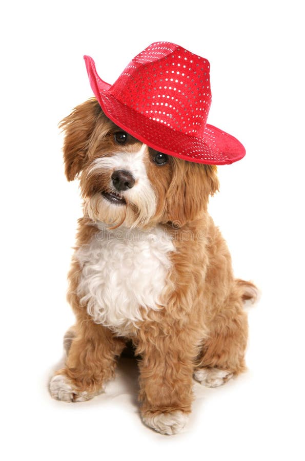 Dog wearing cowboy hat. stock photo. Image of cowboy, portrait 2045288
