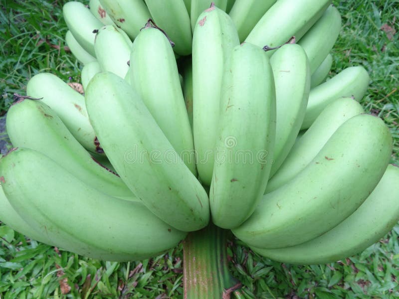 Cavendish bananas stock image. Image of ingredient, flavor 168737867