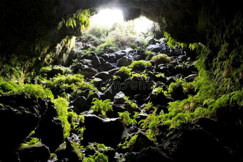 Looking back toward a cave opening with green ferns growing on the rocks. Looking back toward a cave opening with green ferns growing on the rocks