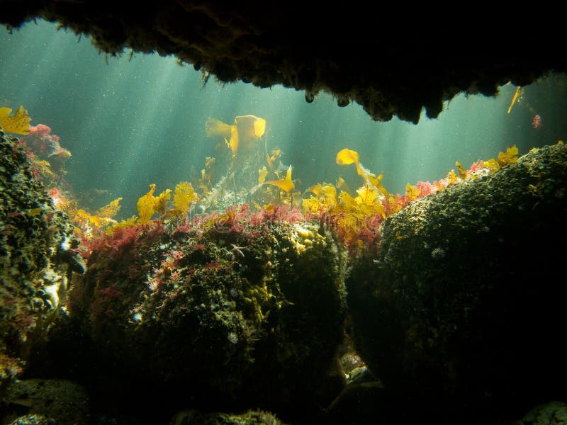 Caverne de mer d'Undewater photographie stock Caverne de mer d'Undewater photographie stock