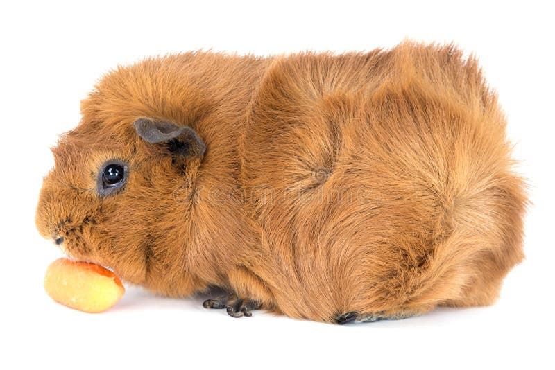 Cavia che mangia una carota; su bianco fotografia stock libera da diritti Cavia che mangia una carota; su bianco fotografia stock libera da diritti