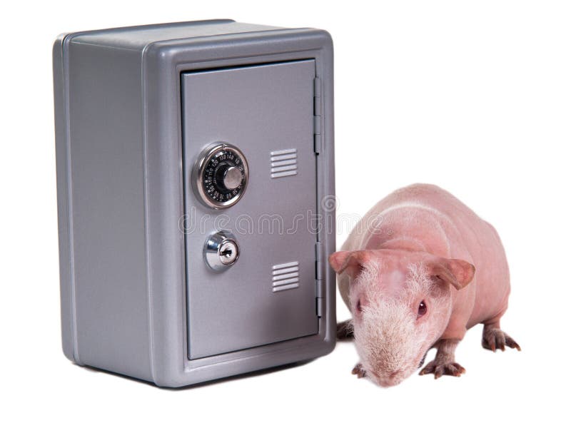 Bald guinea pig is sniffing for thieves near a metal safe. Bald guinea pig is sniffing for thieves near a metal safe