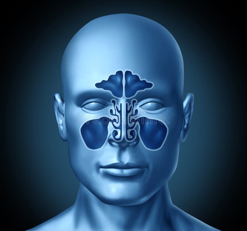 Sinus cavity on a human head representing a medical symbol of nasal anatomy. Sinus cavity on a human head representing a medical symbol of nasal anatomy.