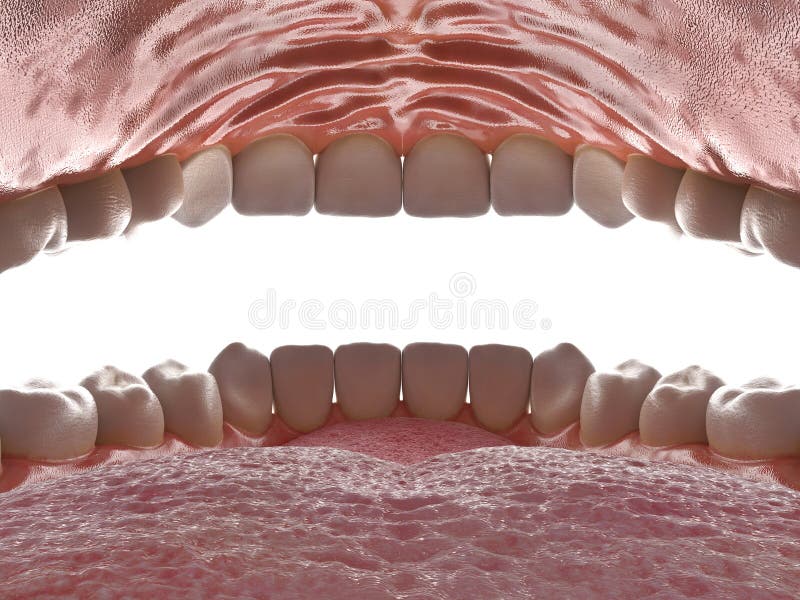 Cavidad oral humana. dentro de una boca abierta. mandíbula con dientes en la vista interior. dientes sanos. cuidado dental y conce