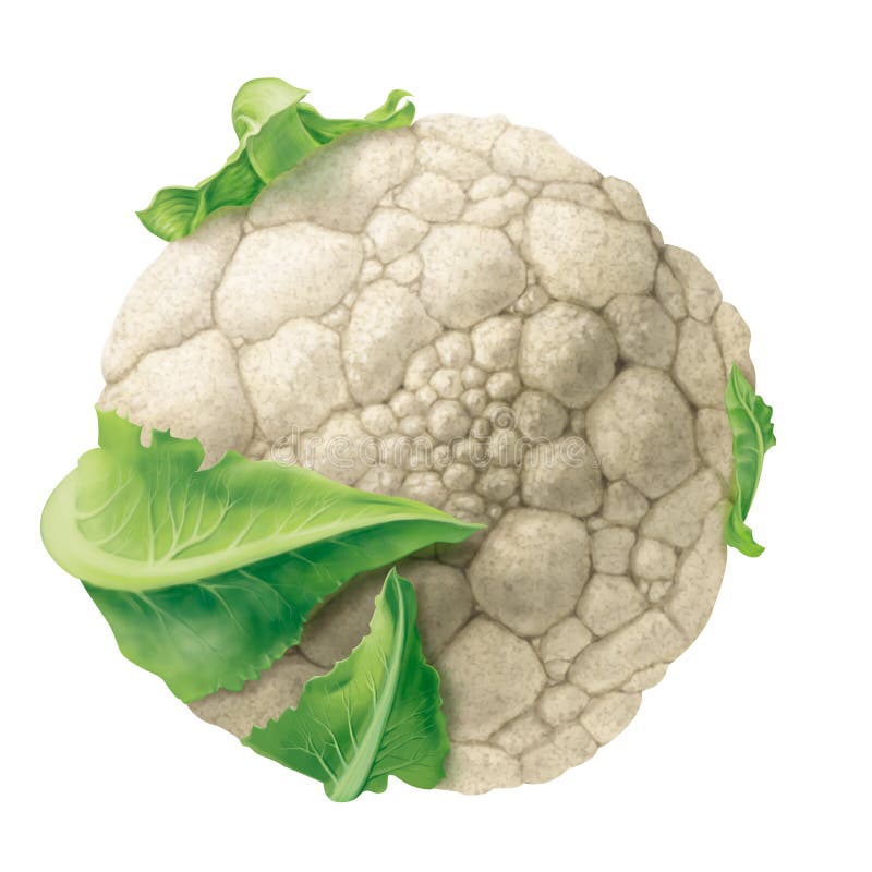 Cavolfiore illustrazione di stock Cavolfiore illustrazione di stock