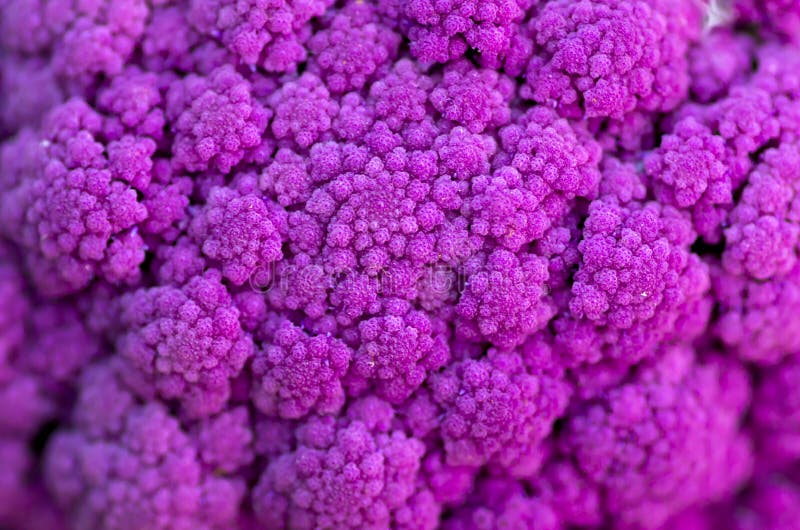cavolfiore immagine stock libera da diritti cavolfiore immagine stock libera da diritti
