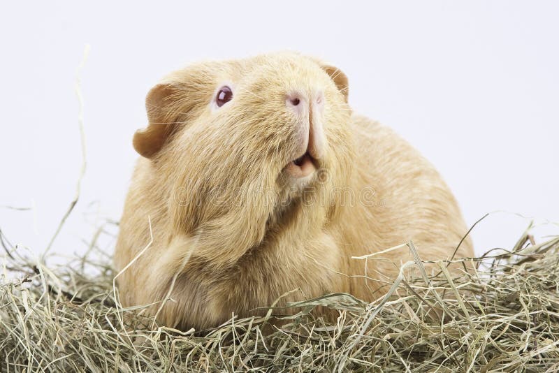 Cavy, guinea pig in hay