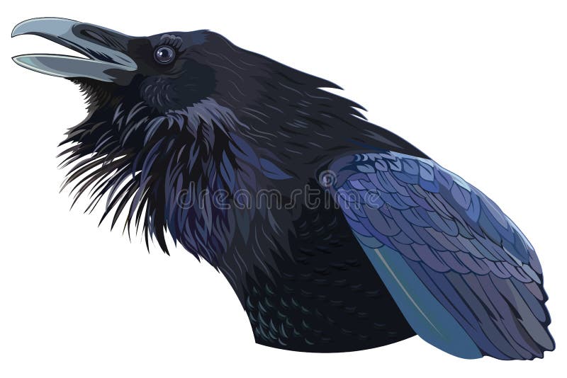 Cawing black crow royalty free illustration