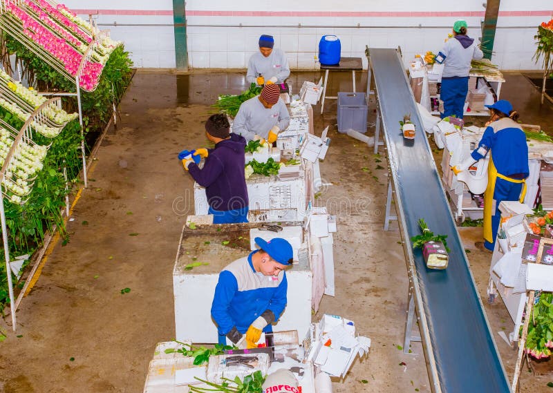 CAYAMBE, ECUADOR - NOVEMBER, 30, 2017: Above view of unidentified people working inside of a flower factory classifying