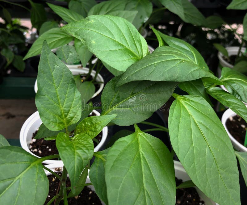 Cayenne Hot Pepper Plants in White Pots Stock Image Image of organic