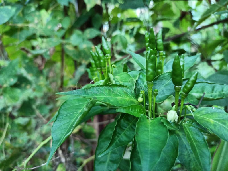 Cayenne Pepper Has a Spicy Taste Stock Image Image of spicy, taste