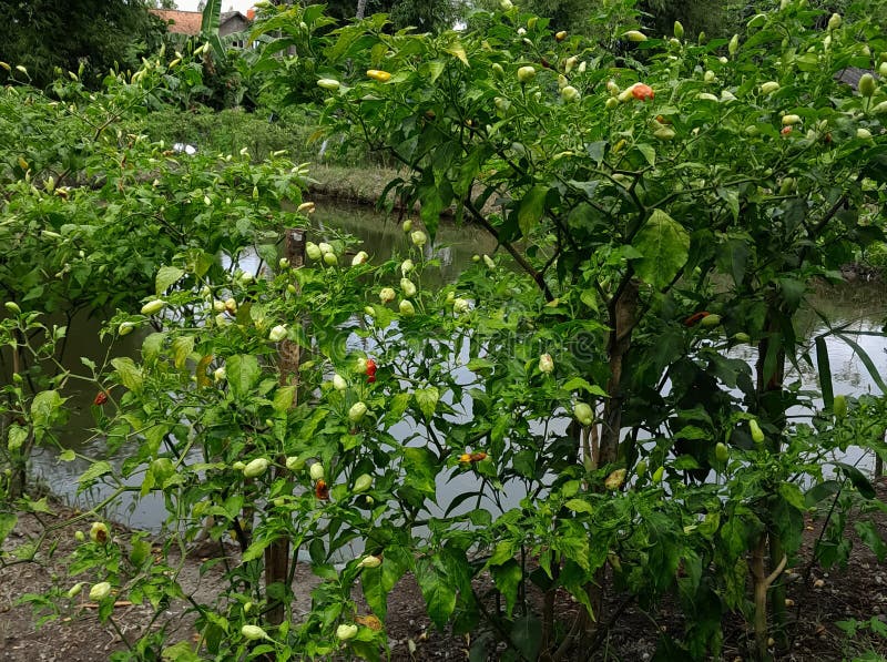Cayenne Pepper Plants that Thrive on the Edge of a Fish Pond Stock