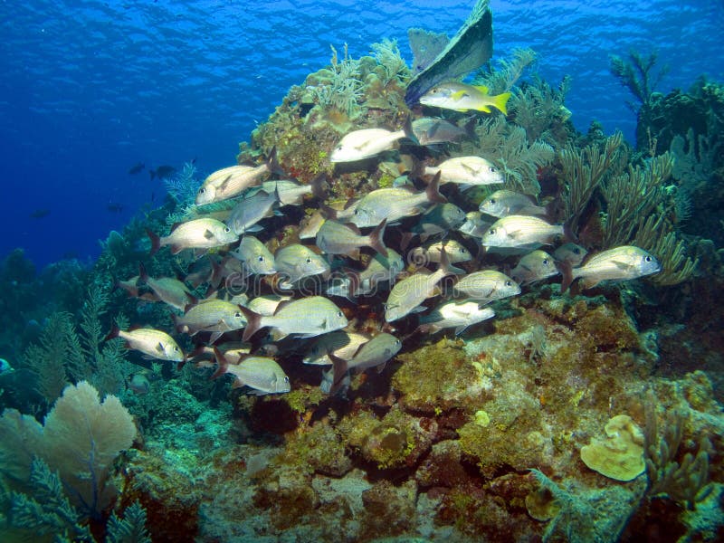 Cayman Brac Reef Scene stock photos Cayman Brac Reef Scene stock photos