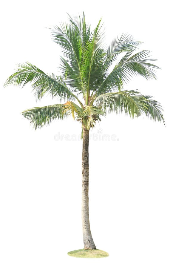 Kokospalm stock afbeelding