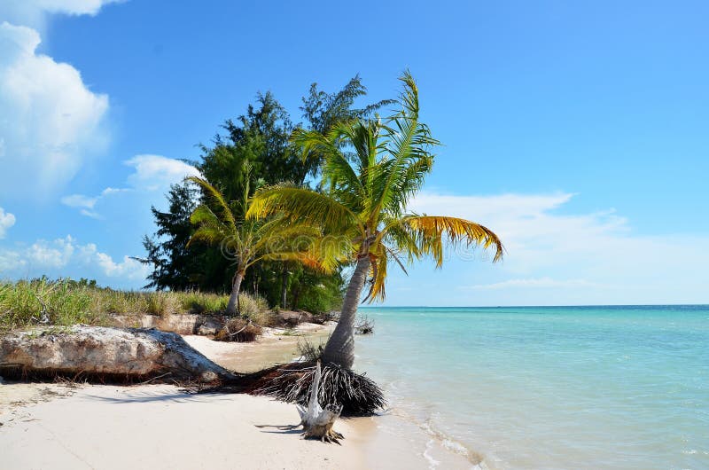 Paradise beach at Cayo JutÃ­as, Cuba. Paradise beach at Cayo JutÃ­as, Cuba