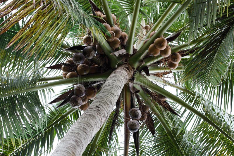 cayo kokosowy Cuba Guillermo drzewo