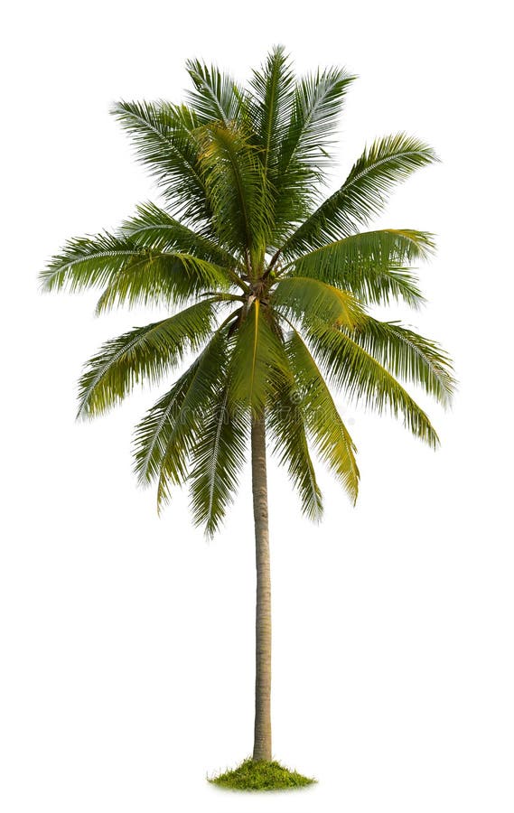 cayokokosnötcuba guillermo tree arkivfoton cayokokosnötcuba guillermo tree arkivfoton