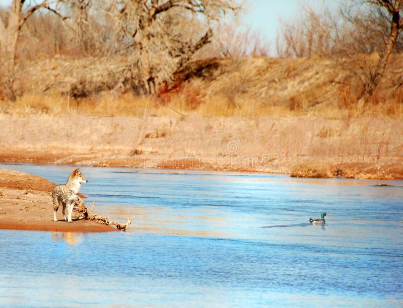 Caza del pato del coyote imágenes de archivo libres de regalías Caza del pato del coyote imágenes de archivo libres de regalías