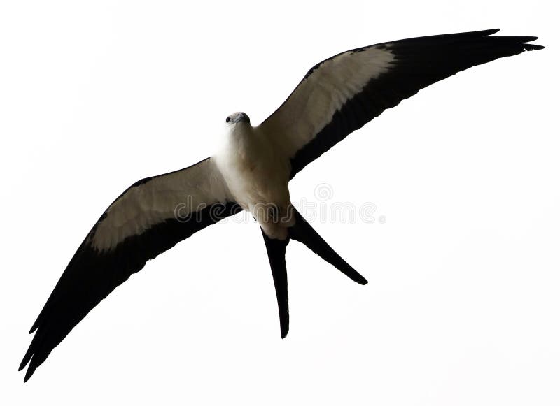 caza Trago-atada del pájaro de la presa de la cometa en los cielos de Costa Rica imágenes de archivo libres de regalías caza Trago-atada del pájaro de la presa de la cometa en los cielos de Costa Rica imágenes de archivo libres de regalías
