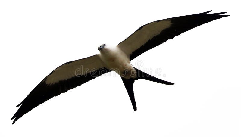 caza Trago-atada del pájaro de la presa de la cometa en los cielos de Costa Rica fotos de archivo caza Trago-atada del pájaro de la presa de la cometa en los cielos de Costa Rica fotos de archivo