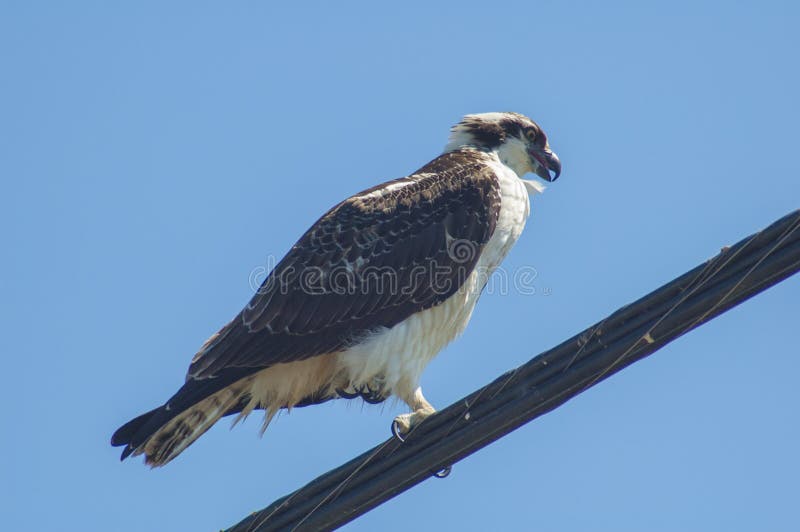 Cazas grandes del pájaro de Osprey de su perca en un alambre del cable de teléfono fotografía de archivo libre de regalías Cazas grandes del pájaro de Osprey de su perca en un alambre del cable de teléfono fotografía de archivo libre de regalías