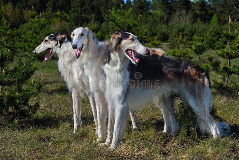 Three black and white russian wolfhound dogs on a rural background. Three black and white russian wolfhound dogs on a rural background