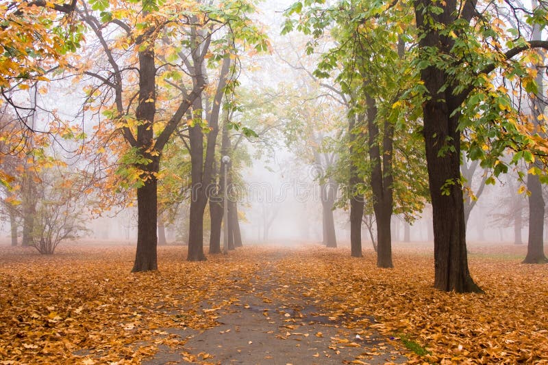 Foggy fall in a beautiful park. Foggy fall in a beautiful park