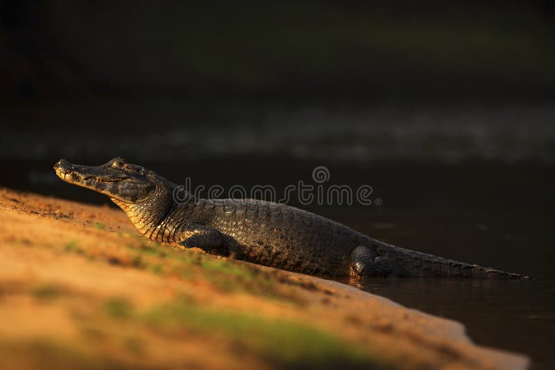 Caïman de Yacare, crocodile sur la plage avec le soleil de soirée, Pantanal, Brésil image stock Caïman de Yacare, crocodile sur la plage avec le soleil de soirée, Pantanal, Brésil image stock