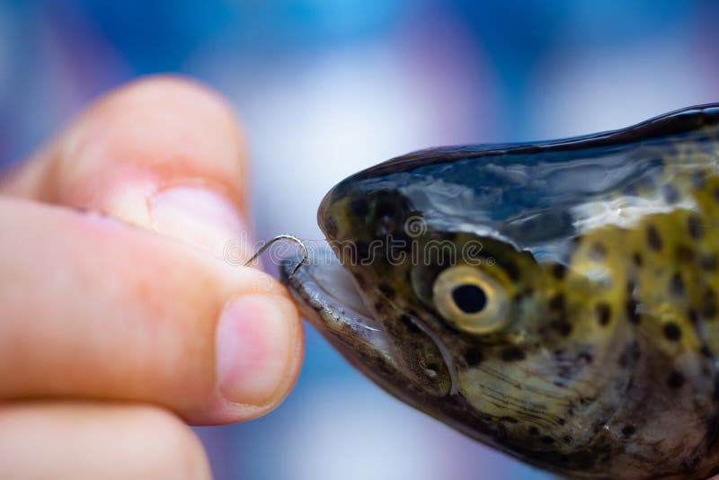 Caña para mosca y carrete con una trucha marrón de una corriente Trucha de los pescados en un gancho Sostener la trucha marrón Pe foto de archivo Caña para mosca y carrete con una trucha marrón de una corriente Trucha de los pescados en un gancho Sostener la trucha marrón Pe foto de archivo