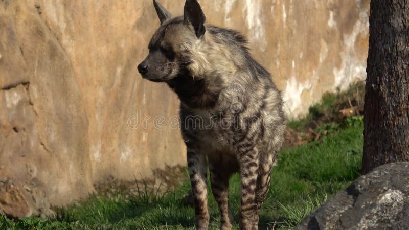 Całe ciało dorosłej hieny plamistej stojącej w zielonej trawie