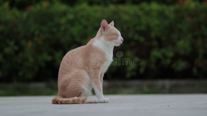 Całe ciało tajskiego kota domowego stojącego na zewnątrz