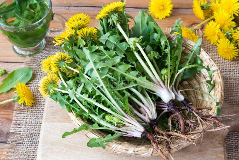 Całe dandelion rośliny z korzeniami w koszu zdjęcie royalty free Całe dandelion rośliny z korzeniami w koszu zdjęcie royalty free