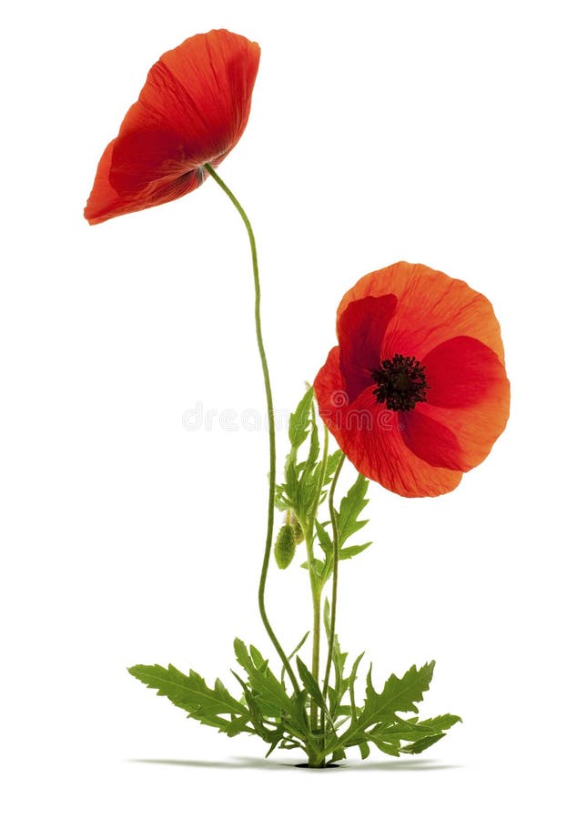 całkowici papaver maczków czerwieni rhoeas zdjęcia stock całkowici papaver maczków czerwieni rhoeas zdjęcia stock
